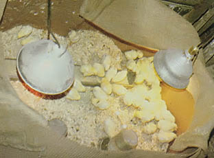 Ten Commandments for Raising Chickens, Part II Image